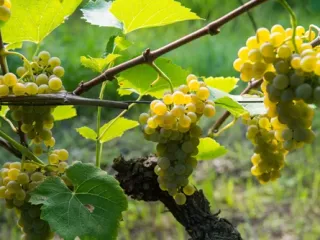 Сорт винограда Солярис