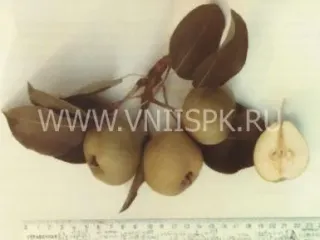 Сорт груши Миф
