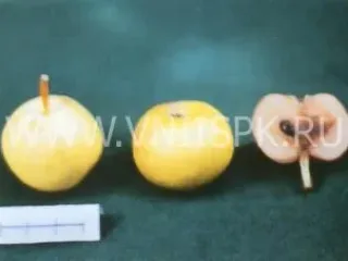Сорт груши Черномяска Буерачная