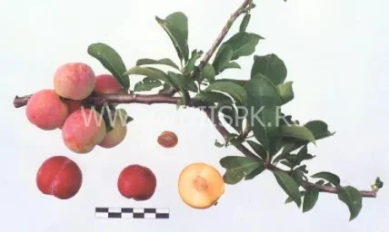 Сорт сливы китайской Байкальская 0
