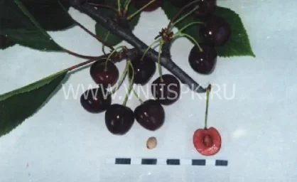 Сорт черешни Лезгинка 0