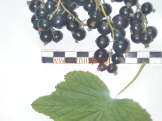 Сорт смородины черной Светлолистная