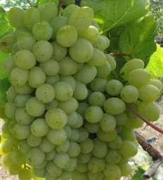 Сорт винограда Гарольд 1