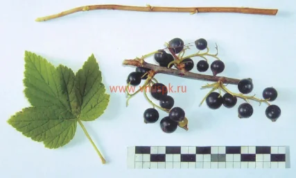 Сорт смородины черной Сладкоплодная 0