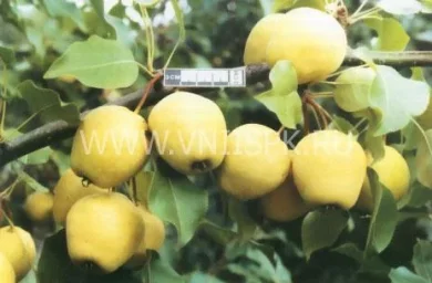 Сорт груши Куюмская 0
