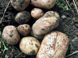 Сорт картофеля Галактика
