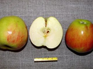 Сорт яблони Готика