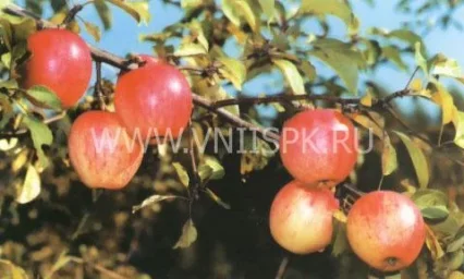 Сорт яблони Курнаковское 0