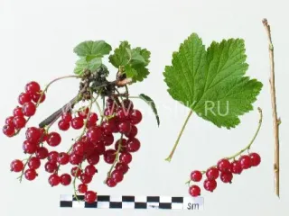 Сорт смородины красной Нива