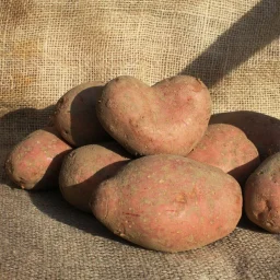Сорт картофеля Ред фэнтези 1