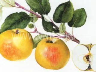 Сорт яблони Карликовое