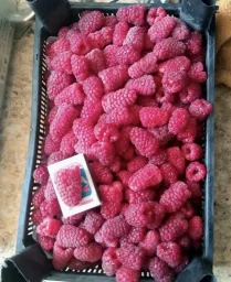 Сорт малины Похвалинка 2