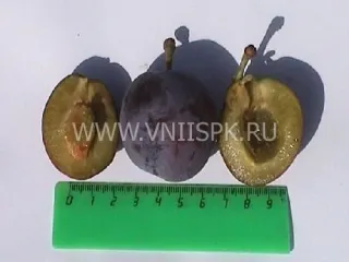 Сорт сливы домашней Витебская Поздняя