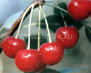 Сорт вишни Заранка 0
