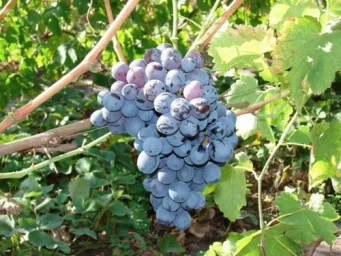 Сорт винограда Альфа 0
