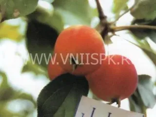 Сорт яблони Минусинское Десертное (Надежда)