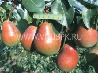 Сорт груши Ника (Груша)