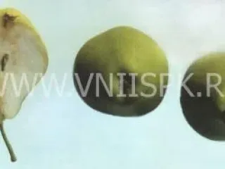 Сорт груши Космическая
