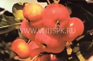 Сорт яблони Малинка 0