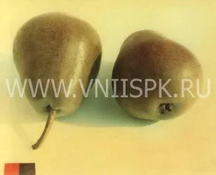 Сорт груши Декабринка 0