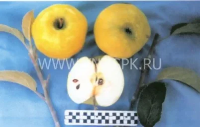 Сорт яблони Кальвиль Снежный (Белоснежное, Белоснежный Кальвиль) 0