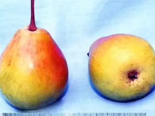 Сорт груши Красный Кавказ