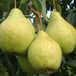 Сорт груши Просто Мария 0