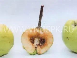 Сорт айвы Зубутлинская
