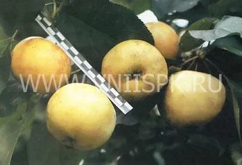 Сорт яблони Атлантка 0