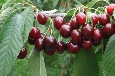 Сорт черешни Синявская 0