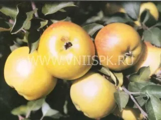 Сорт яблони Пепин Лондонский (Кальвиль Королевский, Царский Кальвиль)