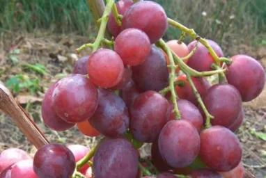 Сорт винограда Эверест 2
