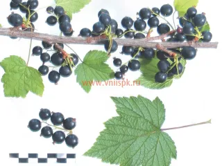 Сорт смородины черной Дачница
