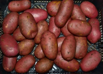 Сорт картофеля Лаура 2
