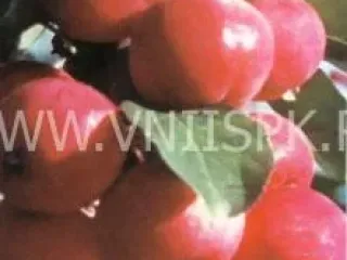 Сорт яблони Дубровинка (Юбилейное)