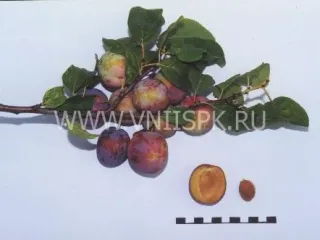 Сорт сливы домашней Россошанская Крупноплодная