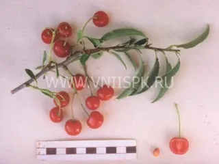 Сорт вишни Обильная (Вишня)