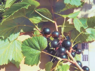 Сорт смородины черной Ленинградский Великан