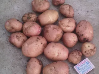 Сорт картофеля Рябинушка