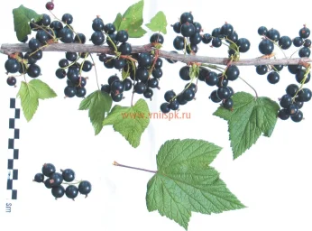 Сорт смородины черной Ажурная 0