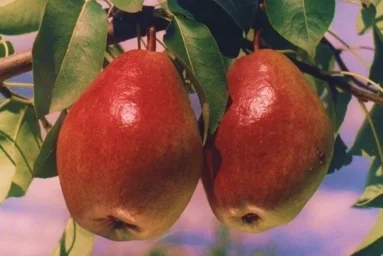 Сорт груши Изюминка Крыма 0