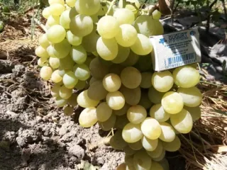 Сорт винограда Антоний великий