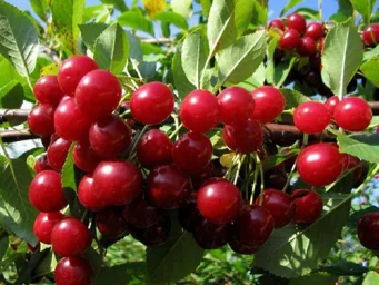 Сорт вишни Любская 2