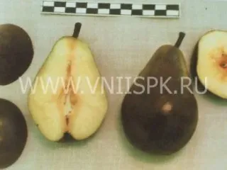 Сорт груши Бирюзовая