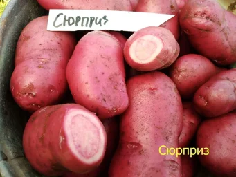 Сорт картофеля Сюрприз 1