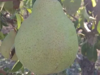Сорт груши Надежда