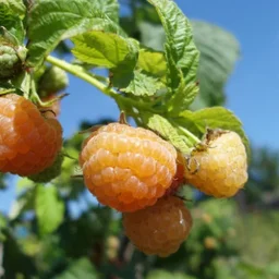 Сорт малины Золотые купола 1