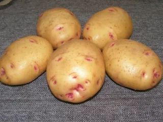 Сорт картофеля Барон