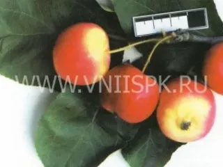 Сорт яблони Краса Степи