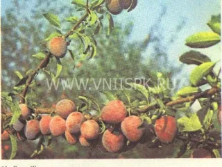 Сорт алычи Жемчужина
